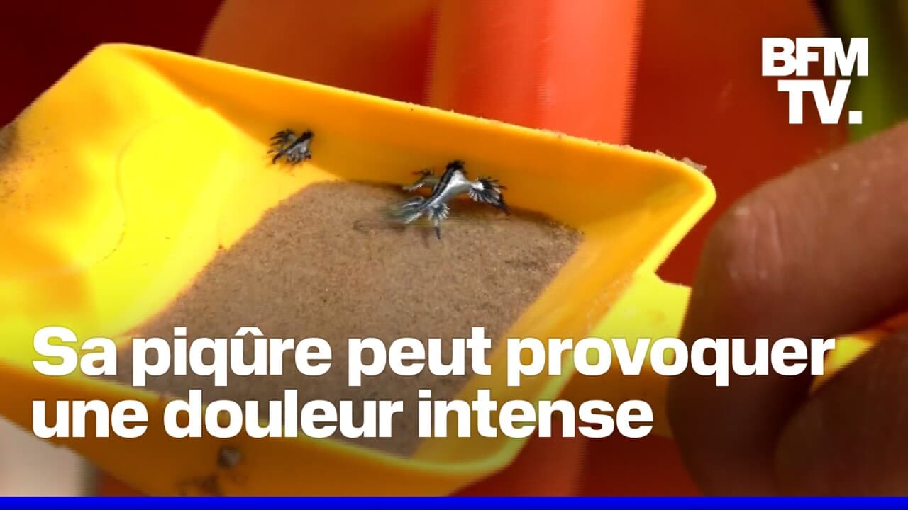 Dragons bleus que sont ces mollusques dangereux pour l’homme observés — free download
