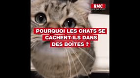 Voici pourquoi les chats adorent se mettre dans des boîtes