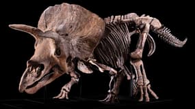 Big John, le Tricératops qui va être vendu aux enchères à Paris, le 21 octobre prochain. 