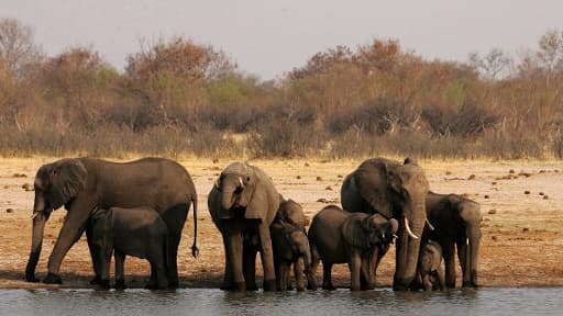 Des éléphants dans le parc national de Hwange au Zimbabwe.