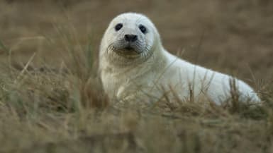 Un bébé phoque dans le nord-est de l'Angleterre, le 8 novembre 2016. (Photo d'illustration)