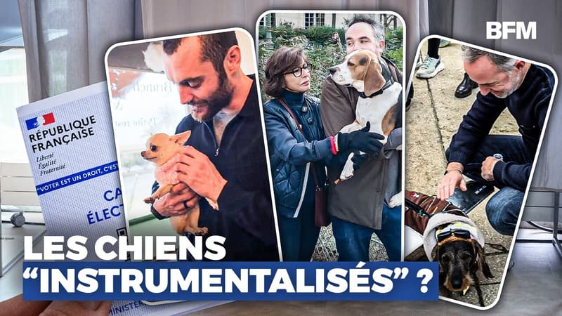 Municipales: pourquoi les candidats s'intéressent aux propriétaires de chiens