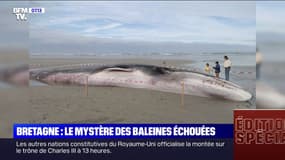 Une nouvelle baleine s'échoue en Bretagne, la deuxième en huit jours
