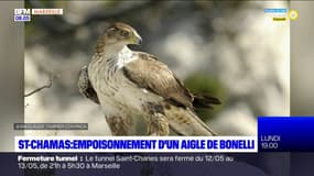 Saint-Chamas: la piste criminelle privilégiée après l'empoisonnement d'un aigle de Bonelli 