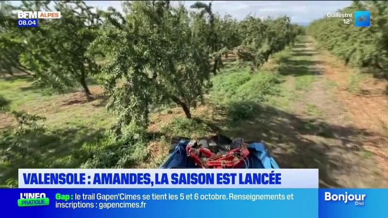 Valensole: la saison de la récolte des amandes est lancée