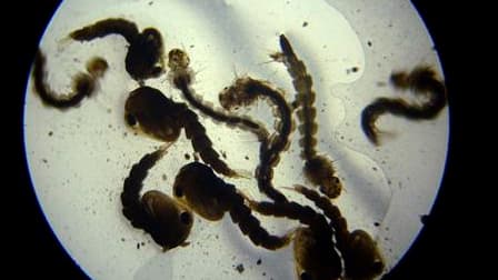 Des larves de moustique transmettant la dengue vues au microscope. Un cas autochtone de dengue a été détecté à Nice, le deuxième en France métropolitaine. Un premier cas avait été détecté à Nice le 10 septembre. /Photo d'archives/REUTERS/Eduardo Munoz