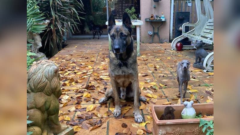 Le chien gendarme Jaguar.