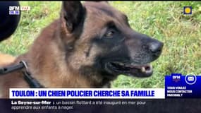 Toulon: un ancien chien policier cherche une nouvelle famille