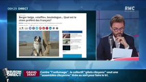 Le "classement" des chiens préférés des Français !