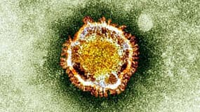 Le coronavirus vu au microscope