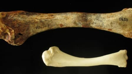Photo non datée fournie par l'Université de Flinders le 14 juin 2017 d'un os fossilisé de dindon géant (en haut) qui peuplait jadis l'Australie comparé à un os de dindon actuel (en bas)