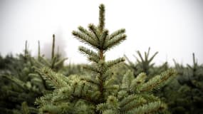 Des sapins de Noël (illustration)