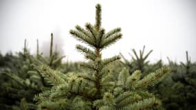 Des sapins en vente dans une ferme pour Noël à Moulin-Mage, dans le Tarn, le 19 novembre 2020