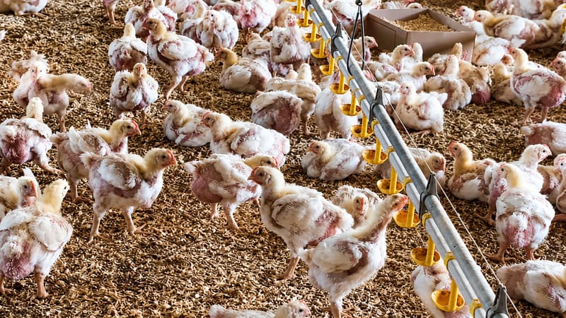 Jusqu'à 40.000 petits poulets "à croissance rapide" dans 6 bâtiments: alors que la France importe 1 poulet sur 2, ces éleveurs bretons veulent réveiller la volaille "made in France"