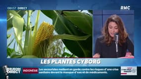 C'est déjà demain: les plantes... cyborg !