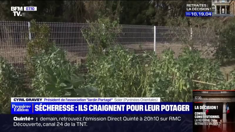 Sécheresse: ces habitants des Pyrénées-Orientales s'inquiètent pour leur potager, qu'ils ne peuvent plus arroser