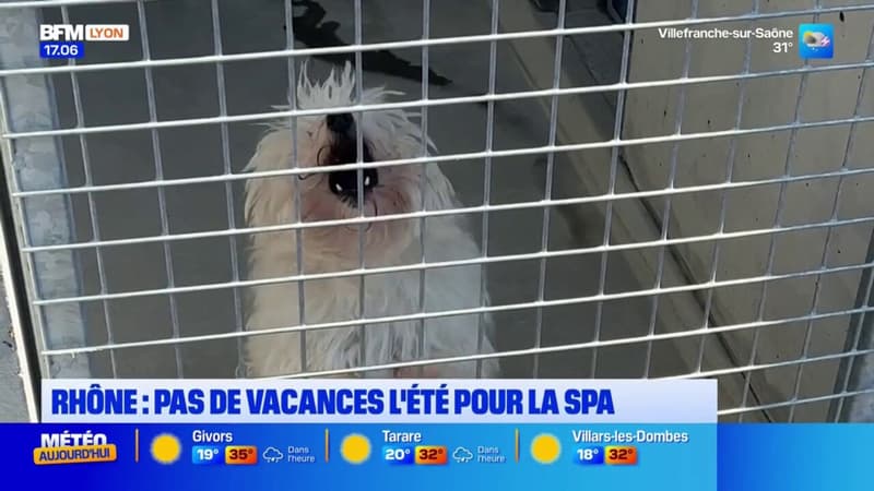 Rhône: la SPA de Brignais ne prend pas de vacances d’été