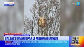 BFM Alsace et vous: la prolifération du frelon asiatique dans la région
