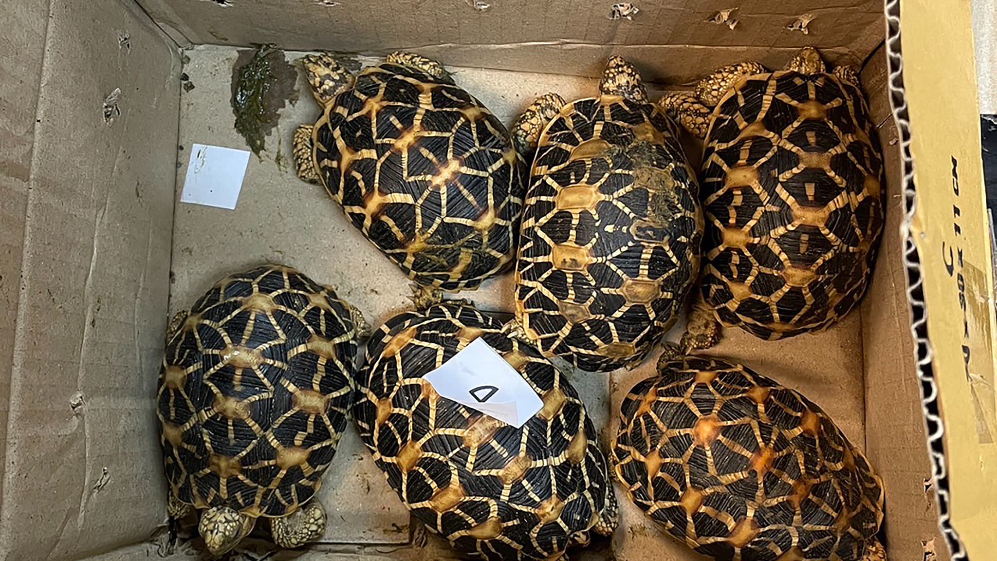 Cette photo prise le 17 février 2024 et publiée le 19 février par le département des douanes thaïlandais montre des tortues étoilées dans une boîte en carton qui ont été sauvées après avoir été retrouvées dans les bagages d'un homme voyageant vers la Mongolie, à l'aéroport international de Suvarnabhumi à Bangkok. 