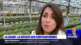 La Gaude: la récolte des chrysanthèmes en cours avant la Toussaint