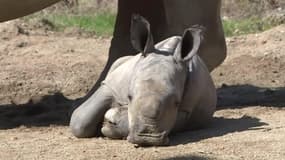Naissance d'un rhinocéros blanc au zoo d'Amnéville