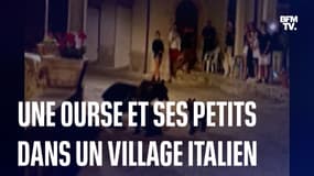 Cette ourse et ses petits se promènent dans un village en Italie 