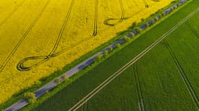 Un champ de colza, en Allemagne, destiné à produire du biocarburant. 