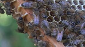 Mortalité des abeilles: les apiculteurs lancent un cri d’alarme