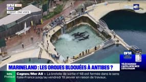 Marineland sera fixé mercredi sur le blocage du transfert de ses orques