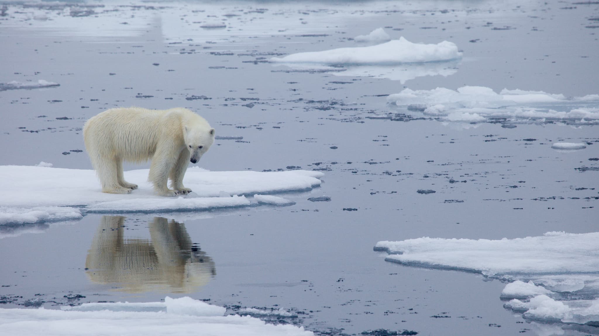 New study warns of polar bears