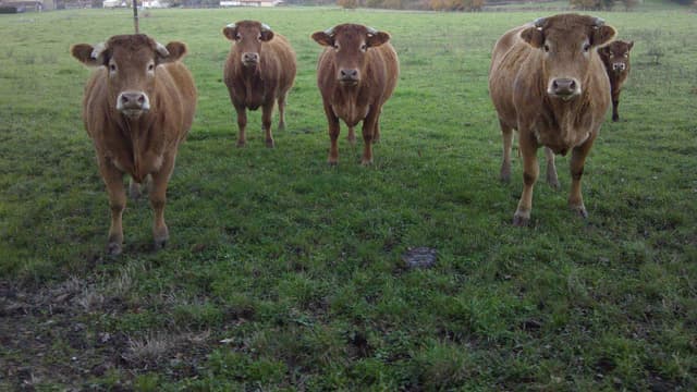 Des vaches dans un pré (photo d'illustration).