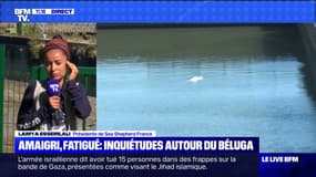 Le béluga piégé dans la Seine refuse toujours de s'alimenter