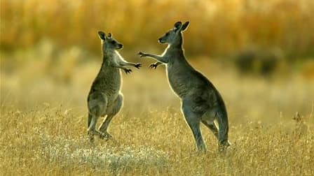 Un kangourou a tué un homme en Australie (image d'illustration)