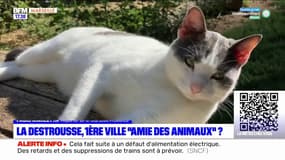 Bouches-du-Rhône: La Destrousse pourrait devenir la première ville labellisée "amie des animaux"