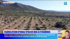 Dans Notre Histoire : fabrication d'huile d'olive bio à Eyguières