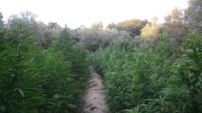 500 plants de cannabis étaient cultivés près d'une aire de l'autoroute A9.