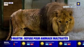 Le zoo de Saint-Martin-la-Plaine, un refuge pour animaux maltraités