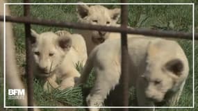Ces 5 adorables lionceaux blancs fêtent leurs 3 mois