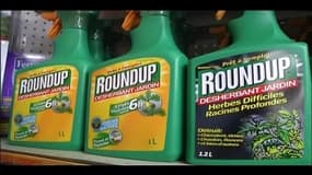 Ségolène Royal veut interdire la vente du désherbant Roundup dans les jardineries