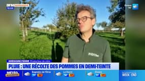 Pluie: la récolte des pommes en demi-teinte cet automne ? 