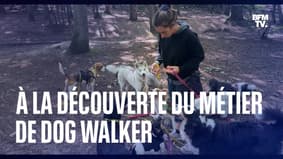 À la découverte du métier de "dog walker"