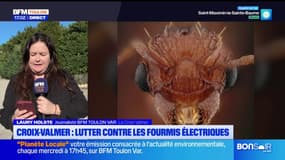 Var: la fourmi électrique, une espèce invasive et douloureuse, détectée à La Croix-Valmer