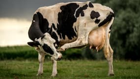 Les vaches émettent beaucoup de méthane, un gaz à effet de serre (illustration)