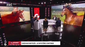 Le monde de Macron: Le mystère des chevaux mutilés continue - 04/09