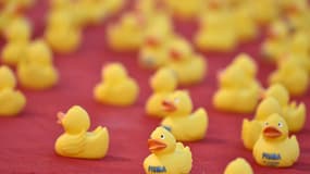 Dans l'Oise, des pêcheurs en colère après une course.. de canards en plastique