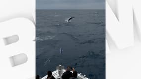 Une baleine de Minke a été aperçu au large de Bandol ce dimanche 4 mai.