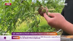 Les arboriculteurs inquiets face à la sécheresse 