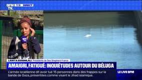 The beluga trapped in the Seine still refuses to feed