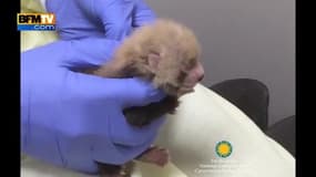 Sept bébés pandas roux nés en Virginie