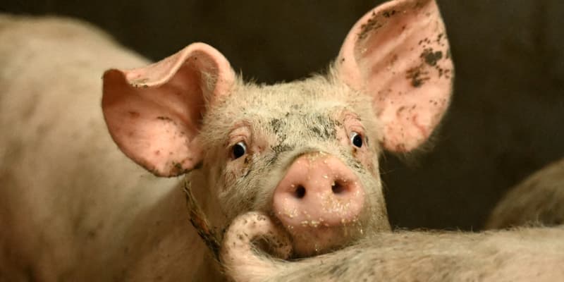 Un cochon dans un élevage (illustration)